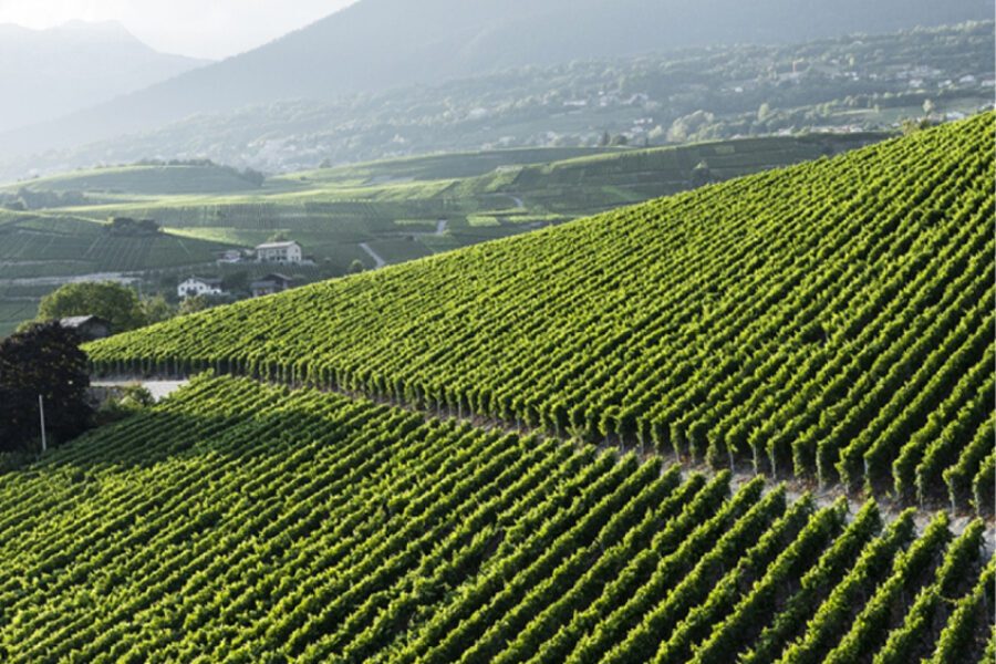 Clos du Mont