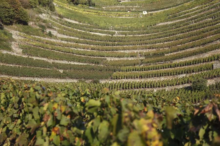 Vignoble