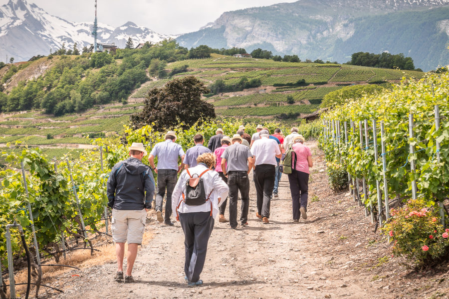 BIENVENUE AUX Clos de la Cochetta, Clos du Brûle-Fer et Clos du Mont